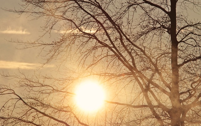 tree-3189339_640