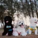 Stijlvolle en duurzame premium huisdieraccessoires voor honden en katten