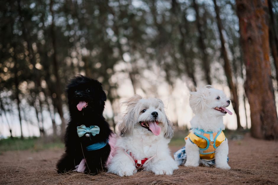 Stijlvolle en duurzame premium huisdieraccessoires voor honden en katten